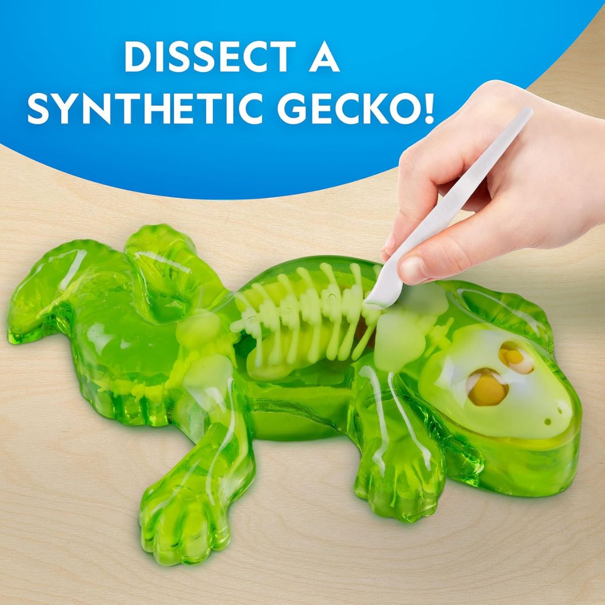 Đồ Chơi Nat Geo Giải Phẫu Thằn Lằn Phát Sáng Trong Đêm STEAM RTGECKOLAB