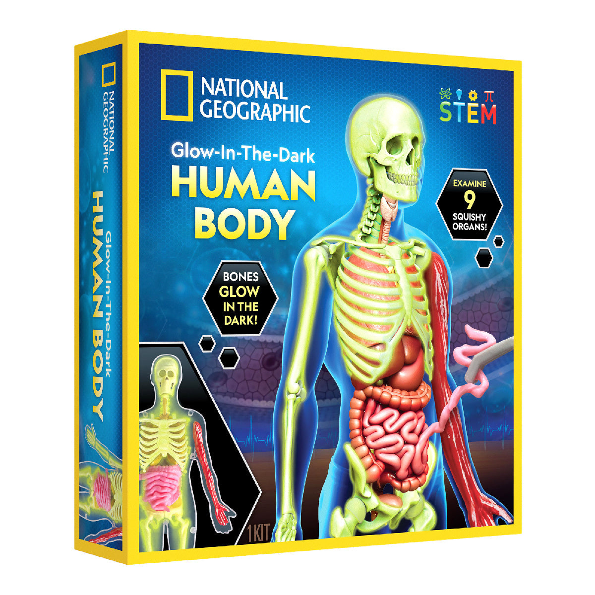 Nat Geo Khám Phá Bộ Phận Cơ Thể Người STEAM RTHUMBODY